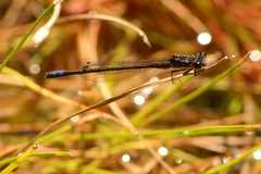 Proischnura polychromatica