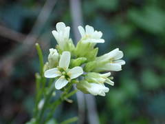 Pseudoturritis turrita