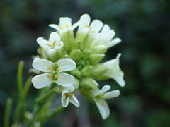 Pseudoturritis turrita