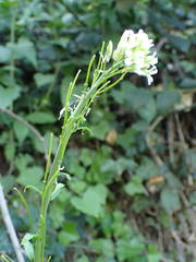 Pseudoturritis turrita