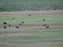 Sturnus vulgaris