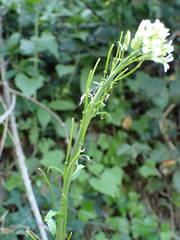 Pseudoturritis turrita