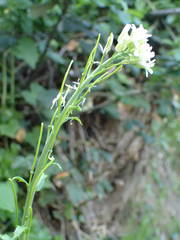 Pseudoturritis turrita