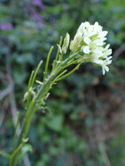 Pseudoturritis turrita