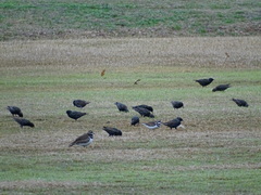 Sturnus vulgaris