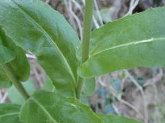 Pseudoturritis turrita