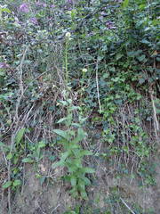 Pseudoturritis turrita