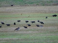 Sturnus vulgaris