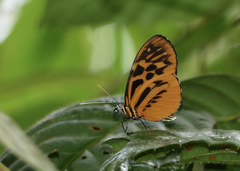 Heliconius pardalinus