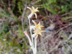 Dipcadi brevifolium