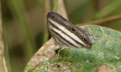 Pareuptychia binocula