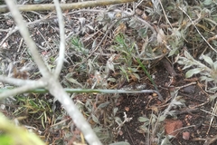 Dipcadi brevifolium