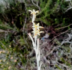 Dipcadi brevifolium