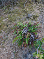 Polystichum imbricans imbricans