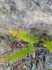 Polystichum imbricans imbricans