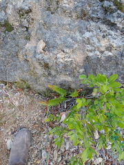 Polystichum imbricans imbricans