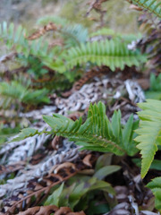 Polystichum imbricans imbricans