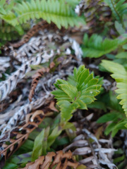 Polystichum imbricans imbricans