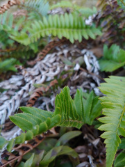 Polystichum imbricans imbricans