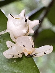 Epicadus heterogaster