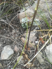 Holothrix schlechteriana