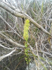 Holothrix schlechteriana