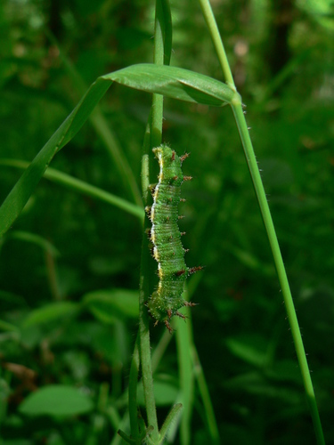 White admiral