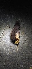 Lepidoptera
