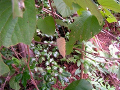 Helicteres baruensis