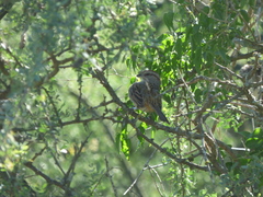 Rhynchospiza strigiceps