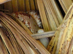 Trimorphodon paucimaculatus