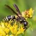 Lobed Mason Wasp - Photo (c) Denis Doucet, some rights reserved (CC BY-NC), uploaded by Denis Doucet