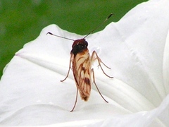 Vettius fantasos
