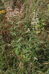 Artemisia vulgaris