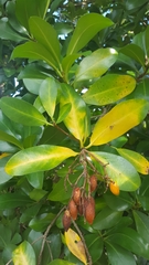 Corynocarpus laevigatus