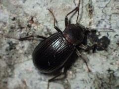 Helopini