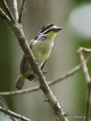 Pogoniulus subsulphureus flavimentum