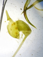 Weissia