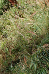 Calamagrostis epigejos