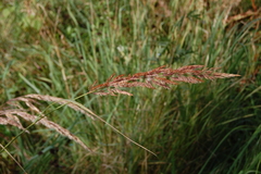 Calamagrostis epigejos