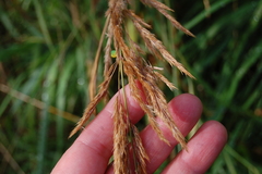Calamagrostis epigejos