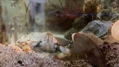 Seulocia latirostrata