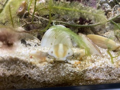 Seulocia latirostrata