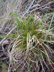 Carex breviculmis