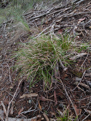 Carex breviculmis