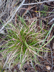 Carex breviculmis