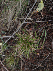 Carex breviculmis