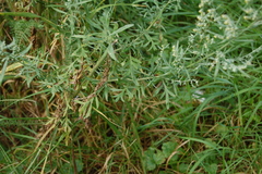 Artemisia absinthium