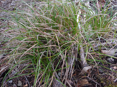 Carex breviculmis
