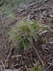 Carex breviculmis